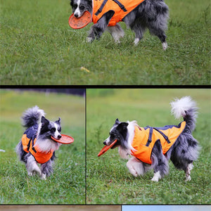 Dogs wearing all-weather reflective jackets with built-in harnesses outdoors; frisbee in mouth.