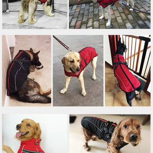 Red all-weather reflective dog jacket with built-in harness on multiple dogs.