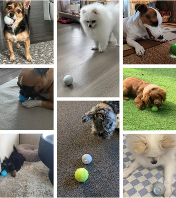 PawBounce™ Smart Interactive Dog Toy Ball