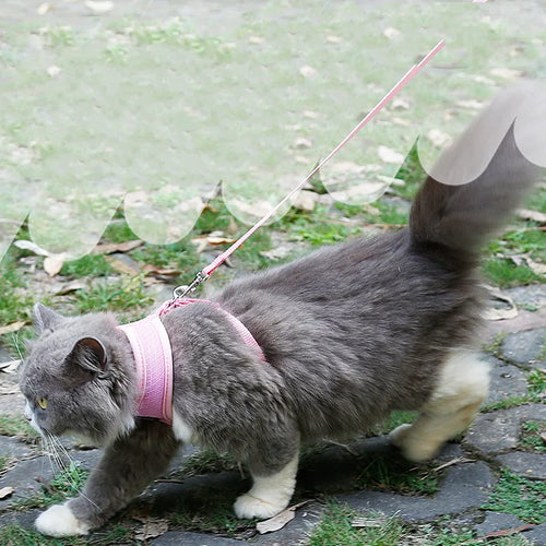 Anti-Skidding Cat Harness worn by a cat outdoors